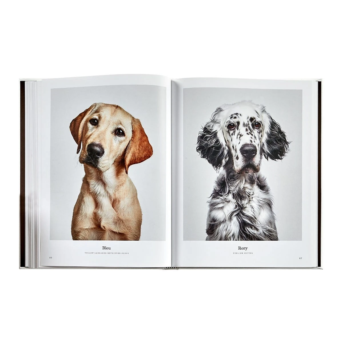 Good Dog: A Collection Of Portraits Book, Leather Bound 8 Good Dog: A Collection Of Portraits Book, Leather Bound - Image 6