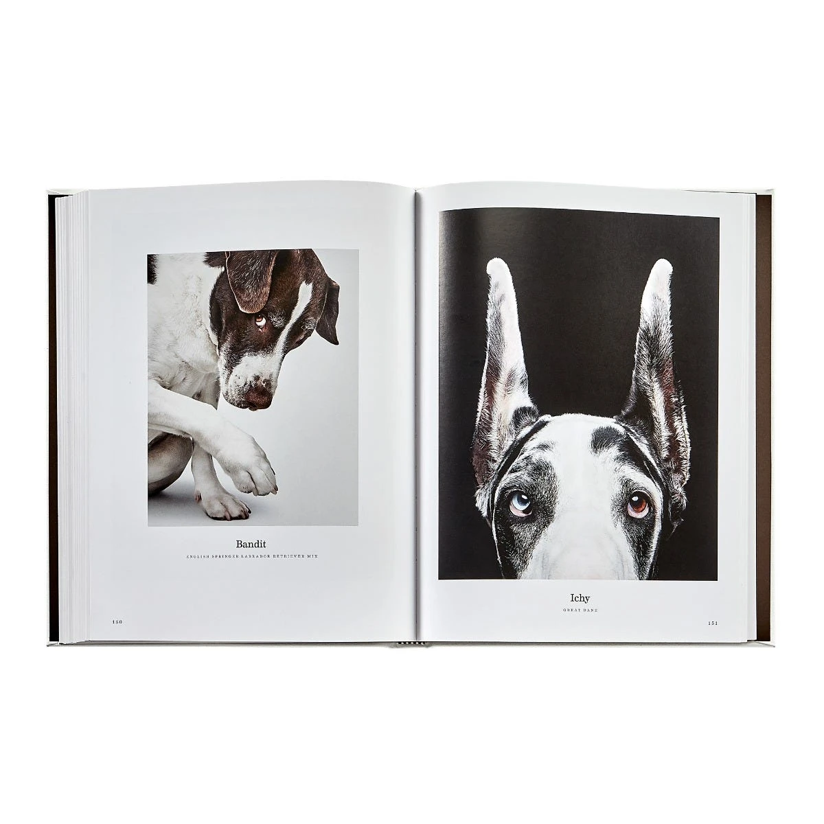 Good Dog: A Collection Of Portraits Book, Leather Bound 9 Good Dog: A Collection Of Portraits Book, Leather Bound - Image 7