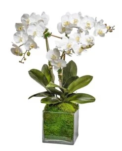 White Triple Orchid In Glass Bowl