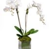 Double White Orchid In Glass Cube -Home Decor Shop 42 3735
