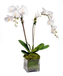 Double White Orchid In Glass Cube