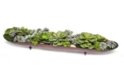 Succulent In Large Copper Boat