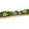 Succulents In Low Wood Boat 2 Succulents In Low Wood Boat -Home Decor Shop 42 3739