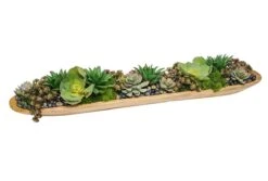 Succulents In Low Wood Boat