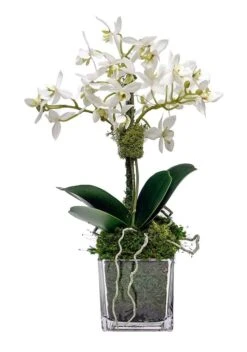 Miniature White Orchid In Cube