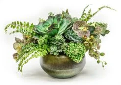 Succulents In Sosa Bowl
