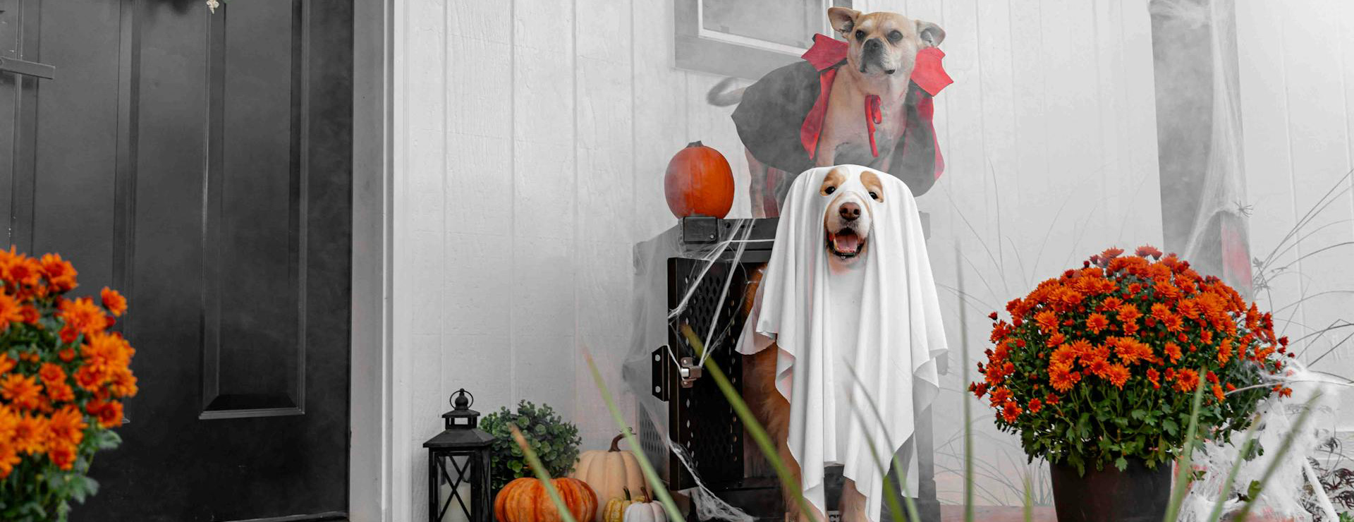 Home Decor Shop -Home Decor Shop pexels impact dog crates 1789722873 28829472